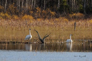 Hike the Cedar Grove Loop