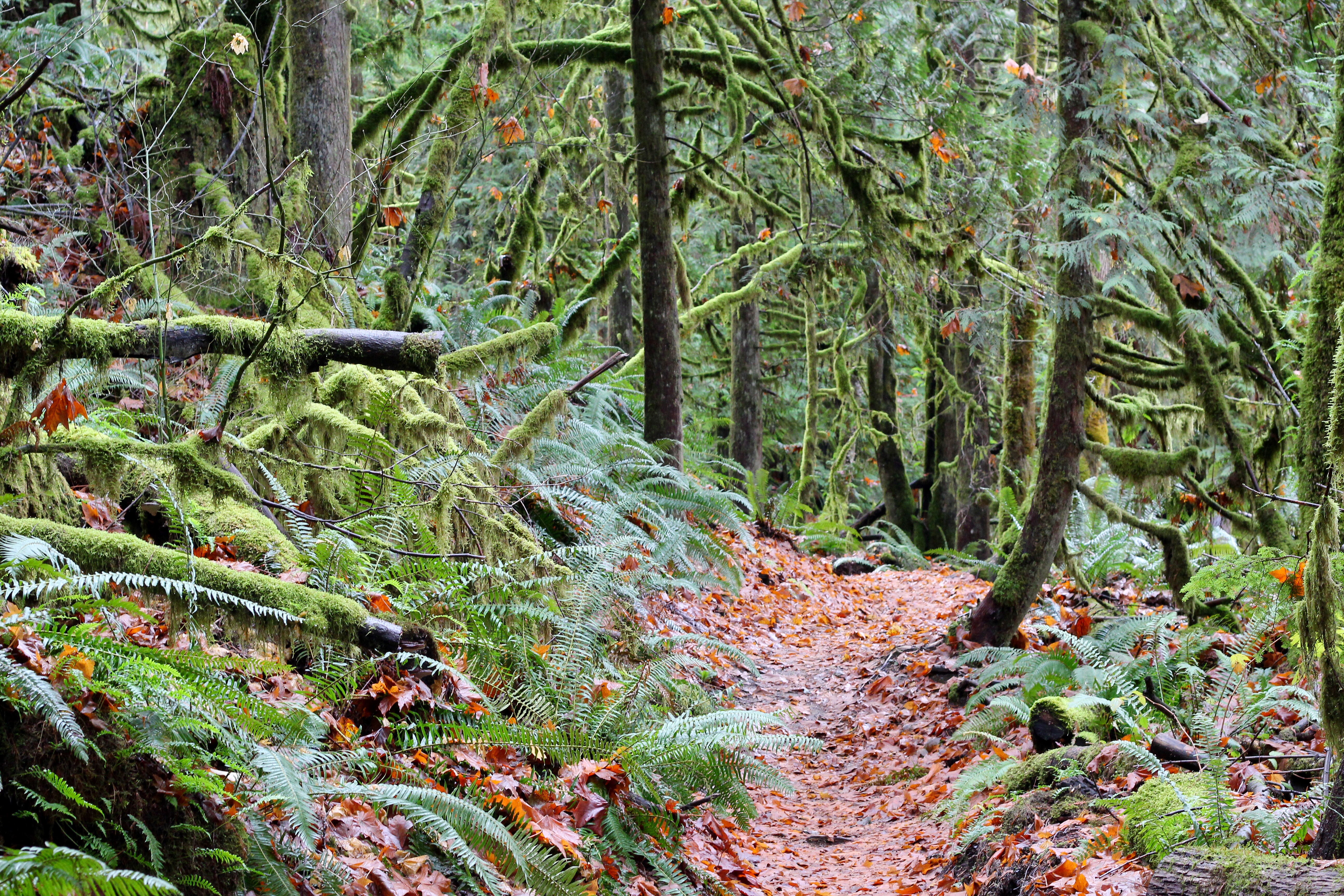 Heybrook Ridge 
