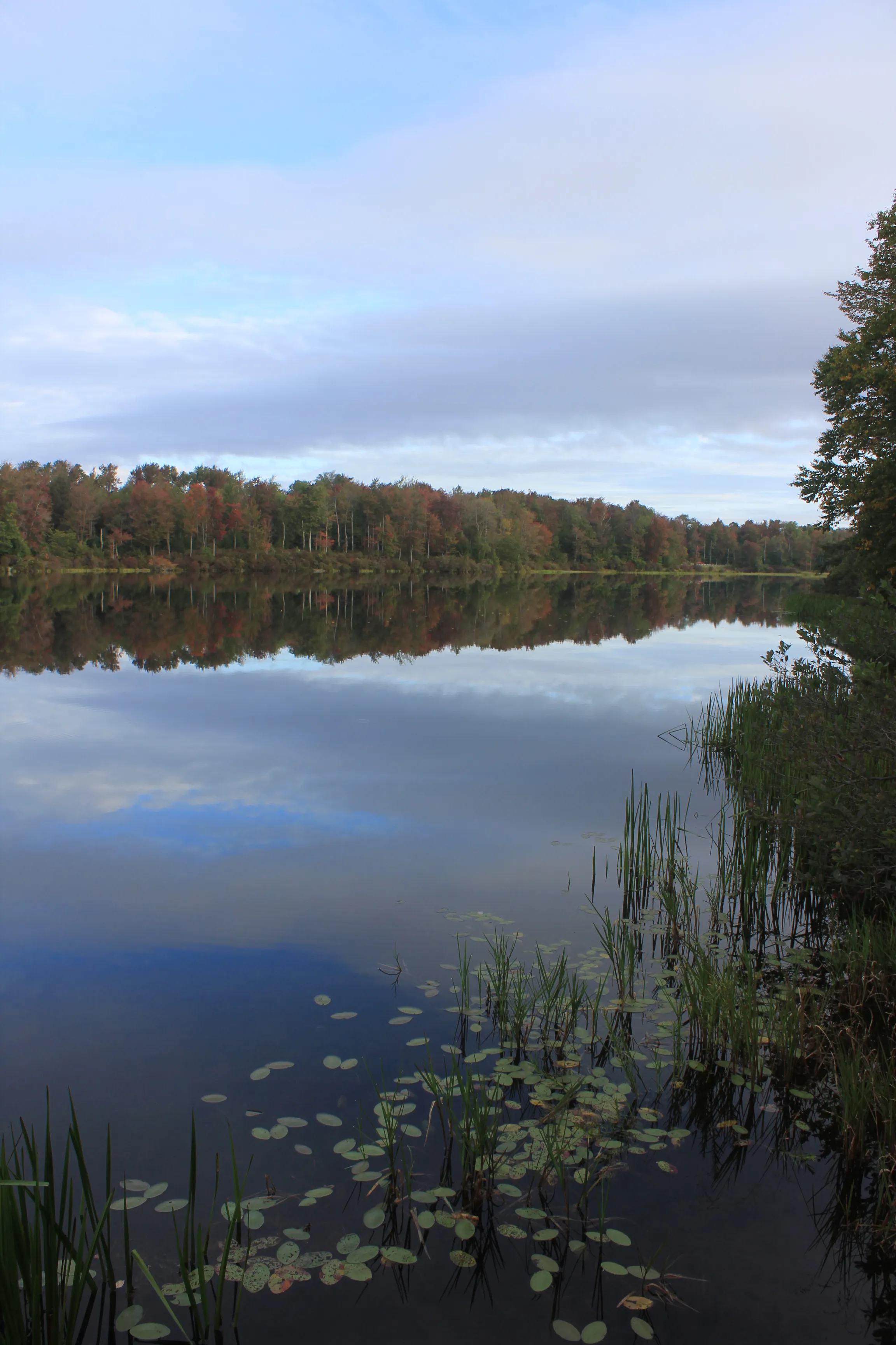 Camp at Ricketts Glen