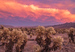 Recommendations for a Week of Adventure in Joshua Tree